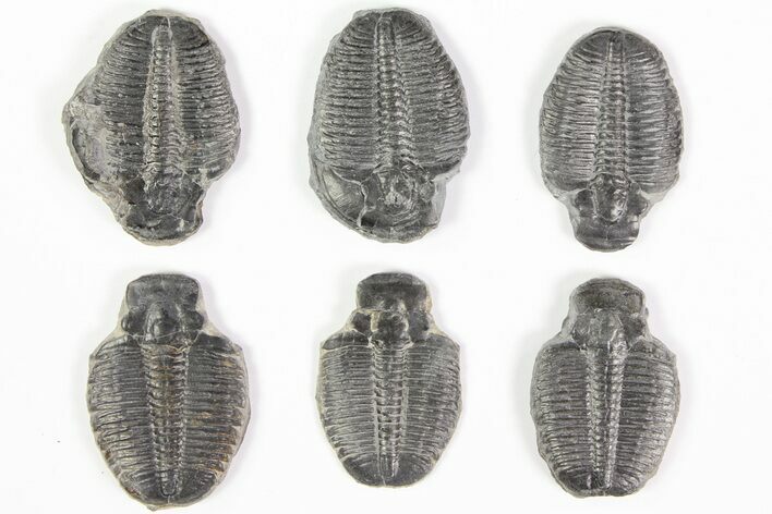 Lot: / Elrathia Trilobite Molt Fossils - Pieces #79018